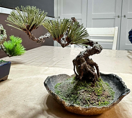 [銀座] 難しい手間いらず日本の美インテリア盆栽【満席】