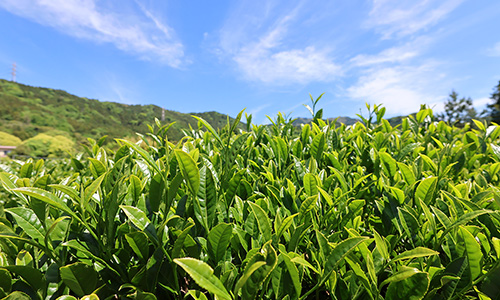 [銀座] ～はじめてのお茶あれこれ～