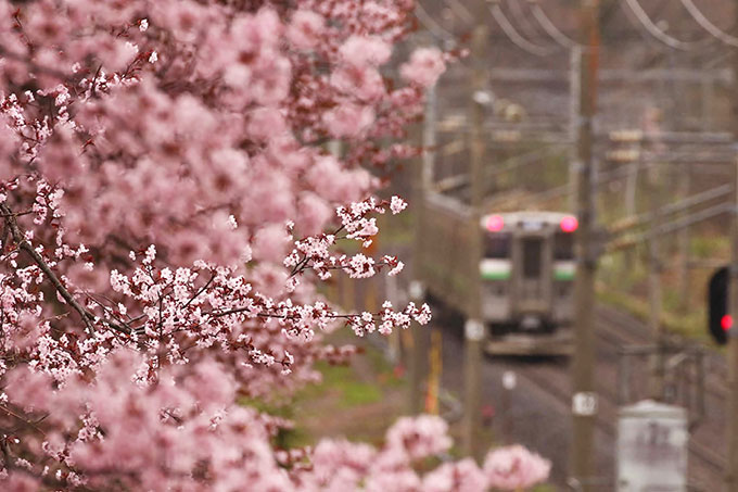 作品:桜影(さくらかげ)をゆく列車