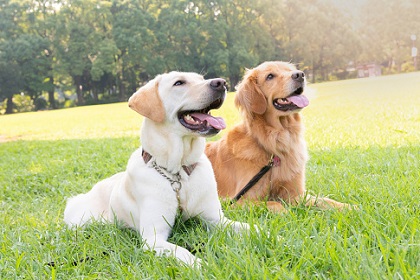 犬のためのリフォームポイントとは