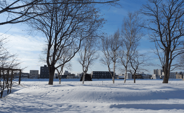 キタキツネなど野生の動物の足跡が残る北海道の雪景色