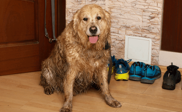 室内に入る前に、愛犬の汚れも土間でしっかりキレイに。(イメージです)