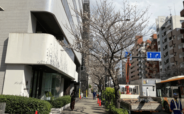 満開に近い都内某所の桜