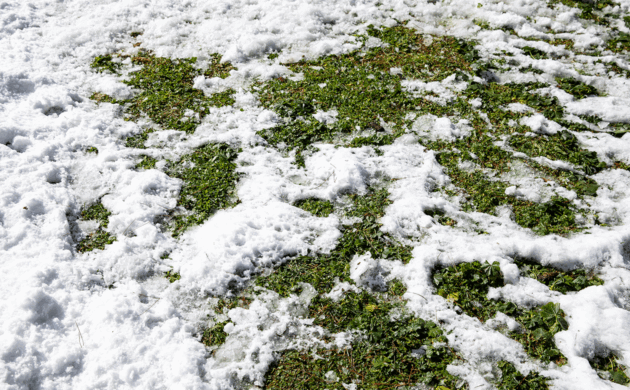 まだ寒い日が続きますが、雪の間から少しずつ緑が見えてきました。