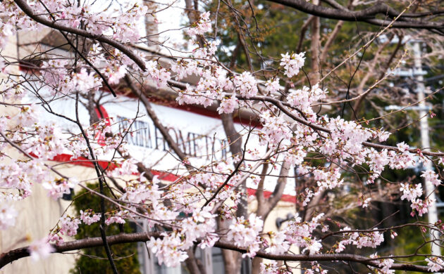 支店近くの桜並木からの一枚。春の訪れを感じます。