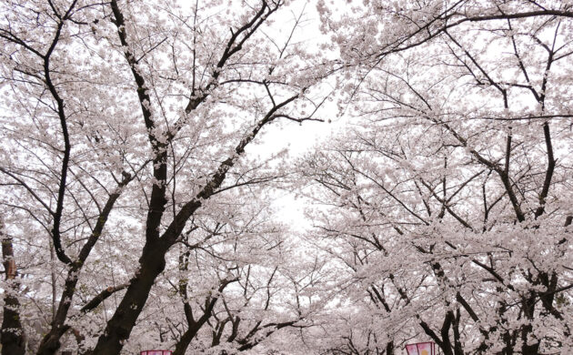 盛岡城跡公園のさくらまつり