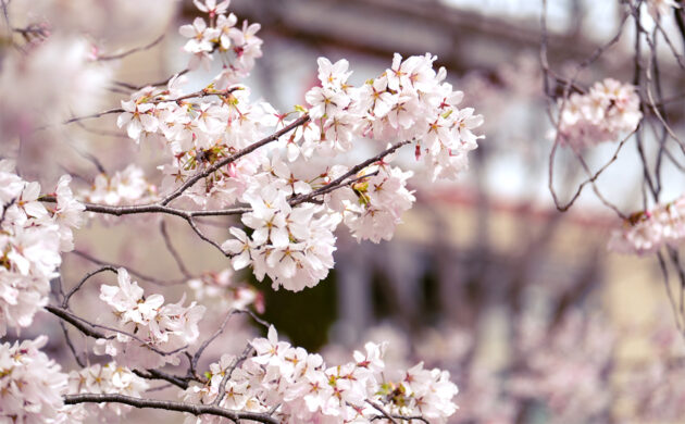 春風に揺れる桜の花